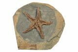 Ordovician Fossil Starfish - Morocco #243667-1